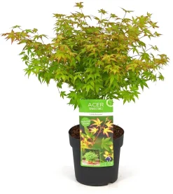 ohgreen Japanse esdoorn little princ p19 h40