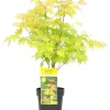 ohgreen Japanse esdoorn orange dream p19 h50