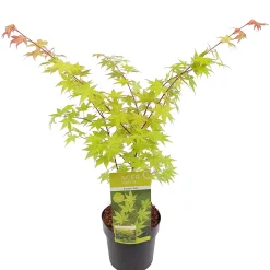 ohgreen Japanse esdoorn summer gold p19 h55