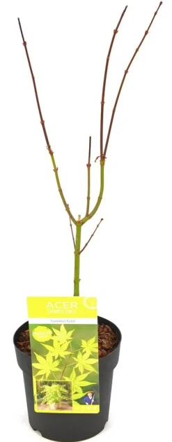 ohgreen Japanse esdoorn summer gold p19 h55