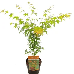 ohgreen Japanse esdoorn wilsons p19 h55