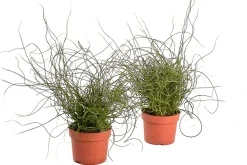 ohgreen Juncus effusus ( Dwergrus )