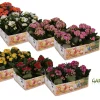 ohgreen Kalanchoë Gardenlina 6-pack