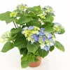 ohgreen Kamerhortensia
