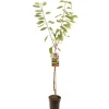 ohgreen Kers prunus avium regina halfstam