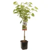 ohgreen Kers prunus avium regina laagstam