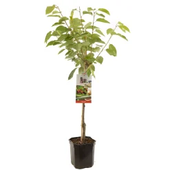ohgreen Kers prunus avium regina laagstam