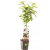 ohgreen Kers prunus avium sylvia zuilvorm