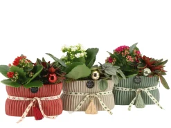 ohgreen Kerstarrangement