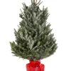 ohgreen Kerstboom Abies Fraseri in pot