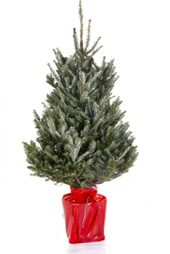 ohgreen Kerstboom Abies Fraseri in pot