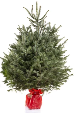ohgreen Kerstboom Abies Nordmann in pot 150-175 cm