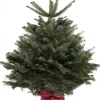 ohgreen Kerstboom Abies Nordmann in pot 125-150 cm