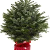 ohgreen Kerstboom Abies Nordmann in pot 80-100 cm