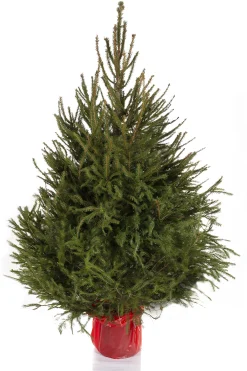 ohgreen Kerstboom Picea abies in pot (Fijnspar)