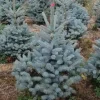 ohgreen Kerstboom Picea pungens (Blauwspar)