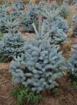 ohgreen Kerstboom Picea pungens (Blauwspar)