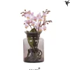 ohgreen kolibri phalaenopsis Root Pink ( Orchidee )