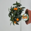 ohgreen Kumquat ciotola