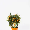 ohgreen Kumquat spalliera