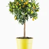 ohgreen Kumquatboom p26