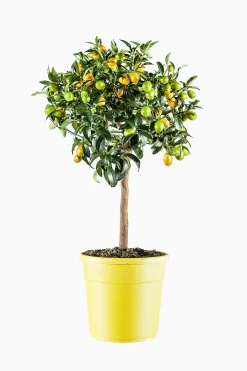 ohgreen Kumquatboom p26