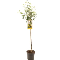 ohgreen Kweepeer cydonia oblonga peervorm halfstam