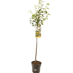 ohgreen Kweepeer cydonia oblonga appelvorm halfstam