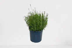 ohgreen Lavendel p18