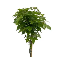 ohgreen Liquidambar styraciflua