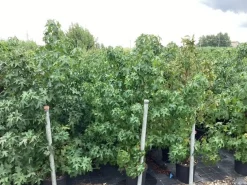 ohgreen Liquidambar styraciflua ( Amberboom )