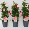 ohgreen Mandevilla pyramide p17 lang bloeiend