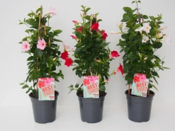 ohgreen Mandevilla pyramide p17 lang bloeiend