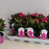 ohgreen Mandevilla roze p10,5 lang bloeiend