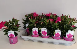 ohgreen Mandevilla roze p10,5 lang bloeiend