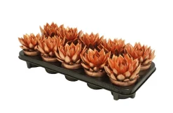 ohgreen Miranda colo bronze