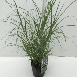 ohgreen Miscanthus flamingo ( Pluimgras roze )