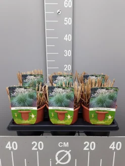 ohgreen Miscanthus sinensis adagio