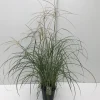 ohgreen Miscanthus sinensis Flamingo ( Prachtriet )