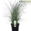 ohgreen Miscanthus sinensis Gracillimus ( Prachtriet of Reuzenriet )