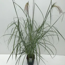 ohgreen Miscanthus sinensis Malepartus ( Prachtriet )
