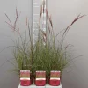 ohgreen Miscanthus sinensis red chief