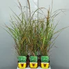 ohgreen Miscanthus sinensis strictus