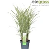 ohgreen Miscanthus sinensis Variegatus ( Prachtriet )