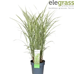 ohgreen Miscanthus sinensis Variegatus ( Prachtriet )