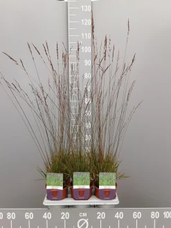 ohgreen Molinia caerulea edith dudzus