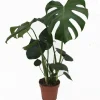 ohgreen Monstera deliciosa