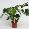 ohgreen Monstera (Gatenplant)