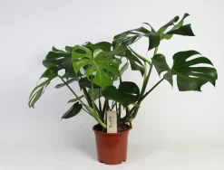 ohgreen Monstera (Gatenplant)