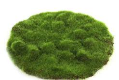 ohgreen Mosschijf marchantiophyta m